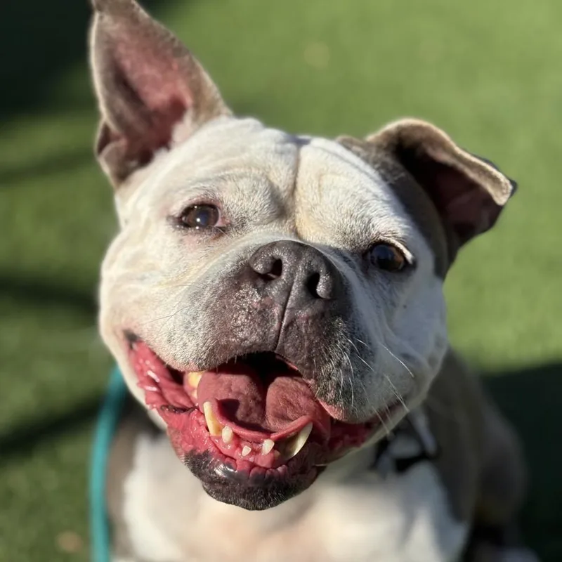 Buttercup thumbnail 4