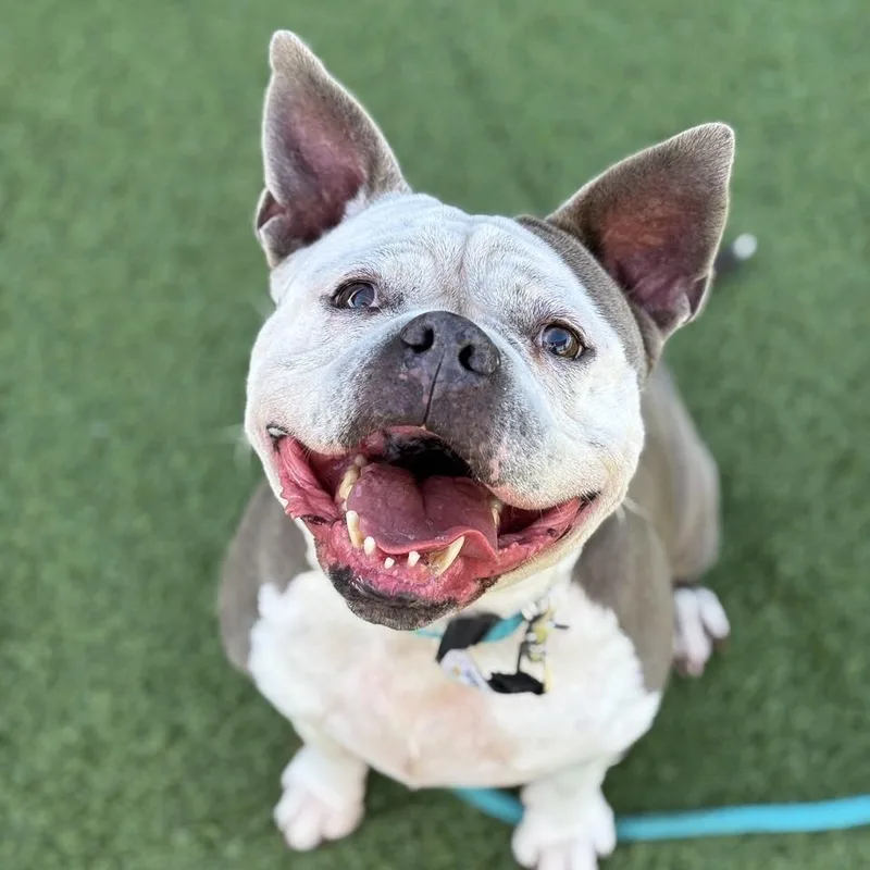 Buttercup thumbnail 5