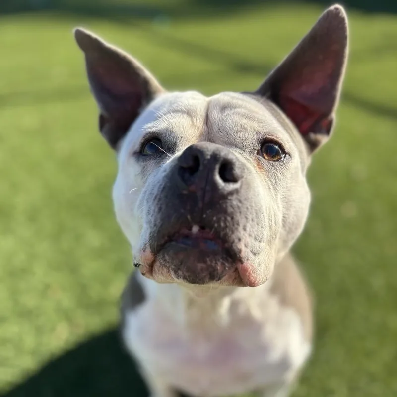 Buttercup thumbnail 6