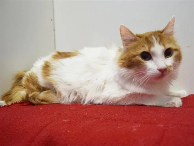 An adult medium-sized female Domestic Long Hair cat named Alyssa for adoption in Sacramento, CA