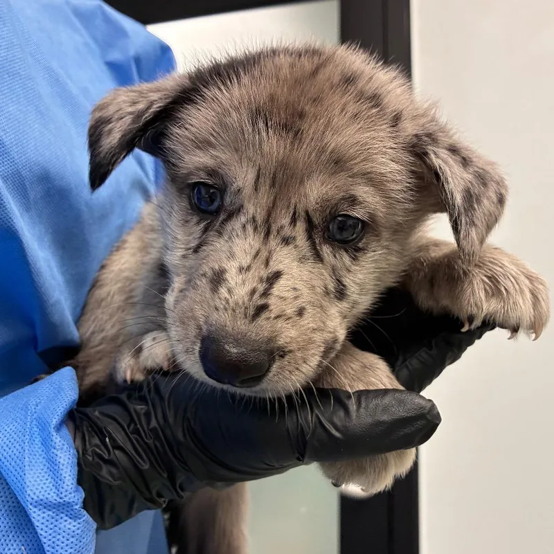 A baby medium-sized male Gray / Blue / Silver Catahoula Leopard Dog dog named Cove for adoption in Abilene, TX