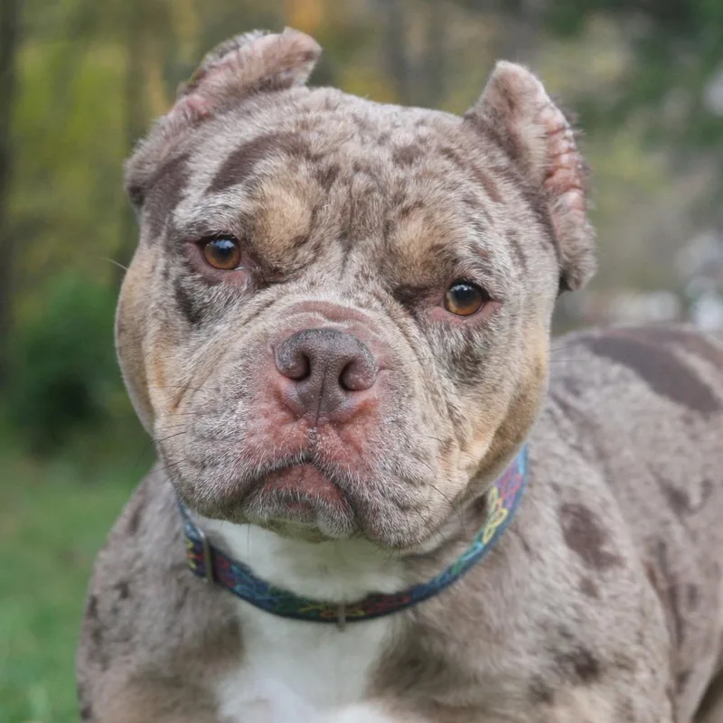An adult medium-sized female Gray / Blue / Silver Mixed Breed dog named Diamond for adoption in Allentown, PA