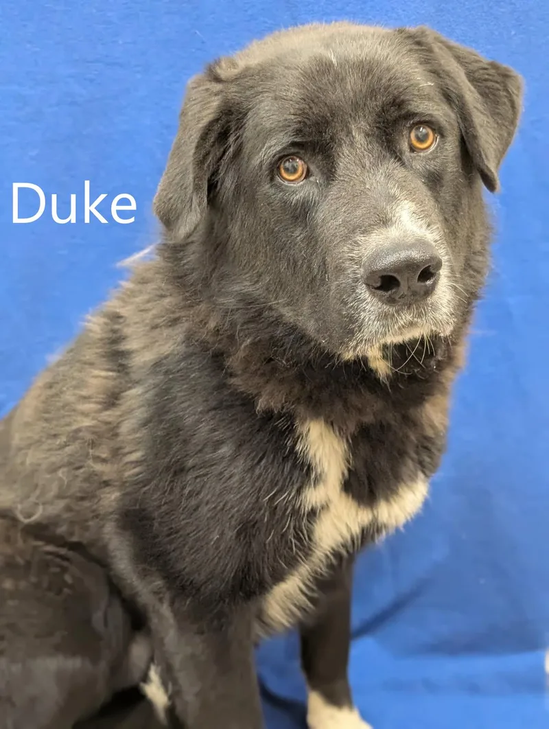 Duke