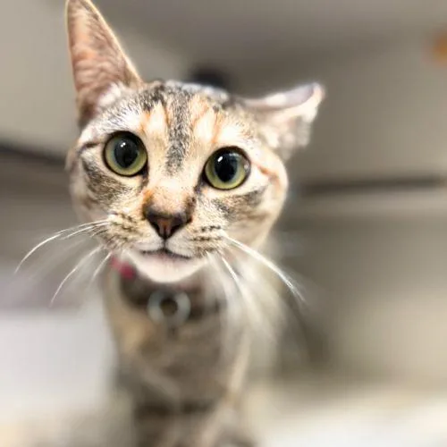 A young small-sized female Domestic Short Hair cat named Korra for adoption in Aurora, CO