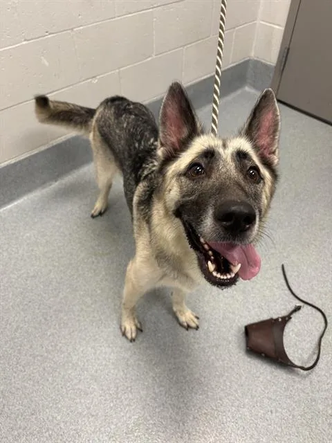 An adult large-sized female German Shepherd Dog dog named Laverne for adoption in Indianapolis, IN