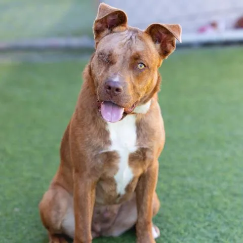 A young medium-sized female Pit Bull Terrier dog named Disco for adoption in Camarillo, CA