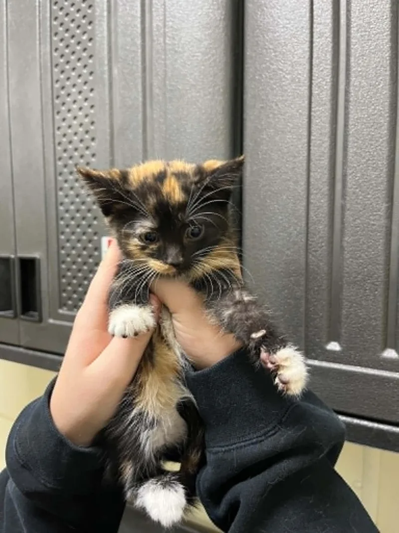 A young medium-sized female Tortoiseshell cat named Lilly for adoption in Austin, MN