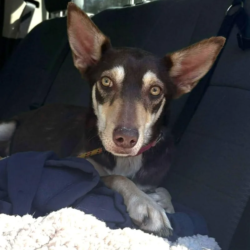 An adult medium-sized female Tricolor (Brown, Black, & White) Australian Kelpie dog named Cassie for adoption in Caldwell, TX