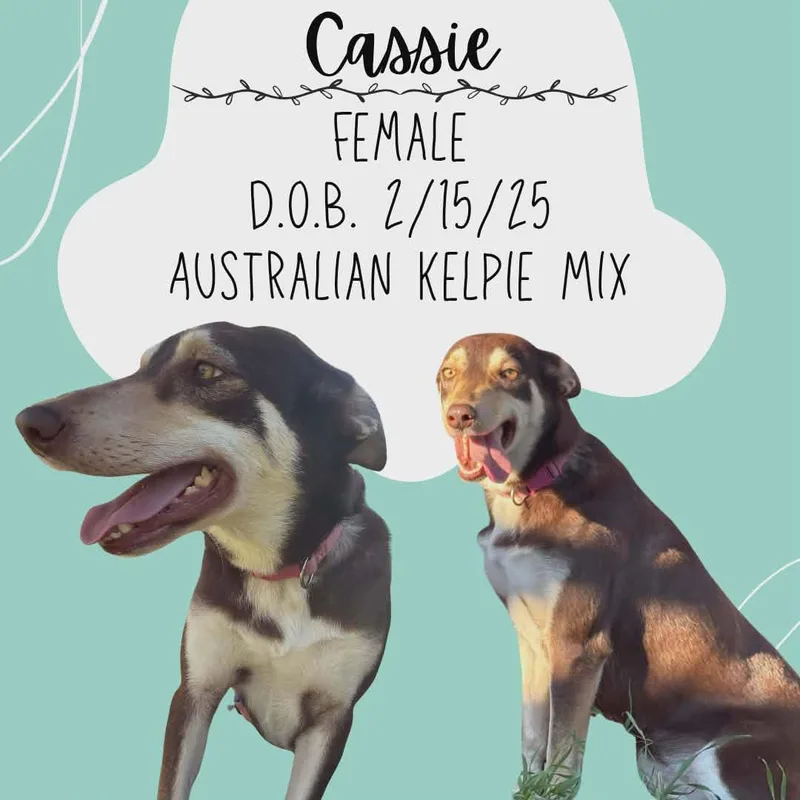 Cassie thumbnail 5