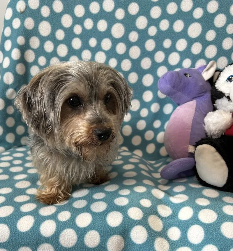 A young small-sized female Gray / Blue / Silver Yorkshire Terrier dog named Stella Mae for adoption in Cedartown, GA
