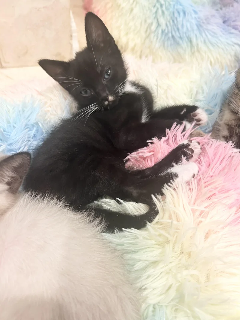 A baby medium-sized male Black & White / Tuxedo Tuxedo cat named William for adoption in Bradenton, FL