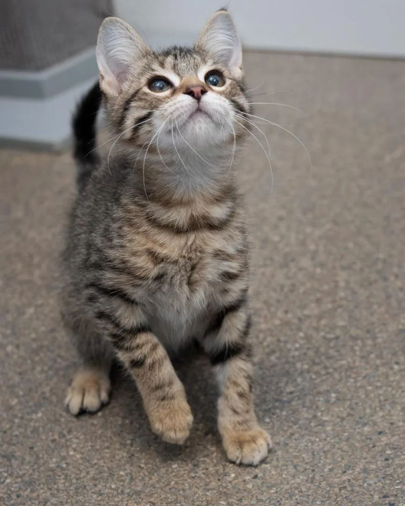 A baby small-sized male Domestic Short Hair cat named Rango for adoption in Boone, IA