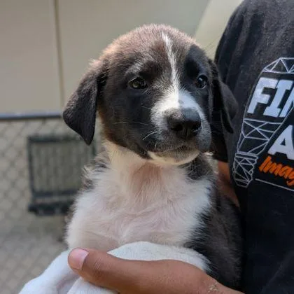An adult small-sized female Labrador Retriever dog named Waffles for adoption in Mansfield, TX