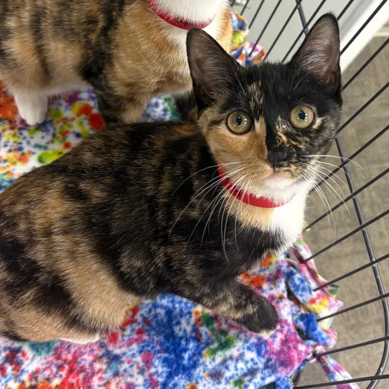A young medium-sized female Black Domestic Short Hair cat named Bacon for adoption in Hamburg, NY