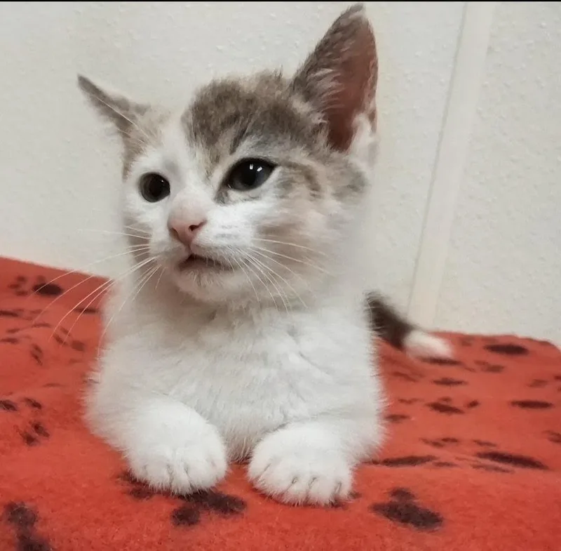 A baby small-sized female Domestic Short Hair cat named Rose for adoption in North Vernon, IN