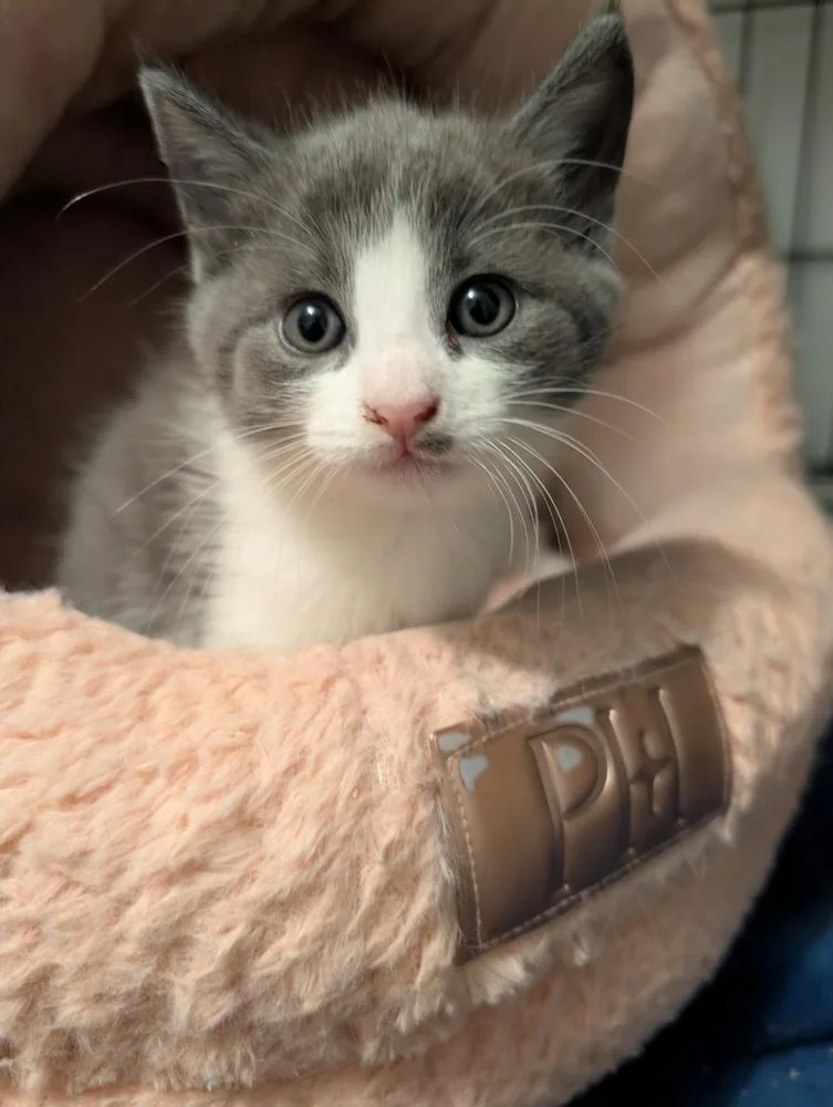 A baby small-sized female Domestic Medium Hair cat named Ophelia adams for adoption in Virginia Beach, VA