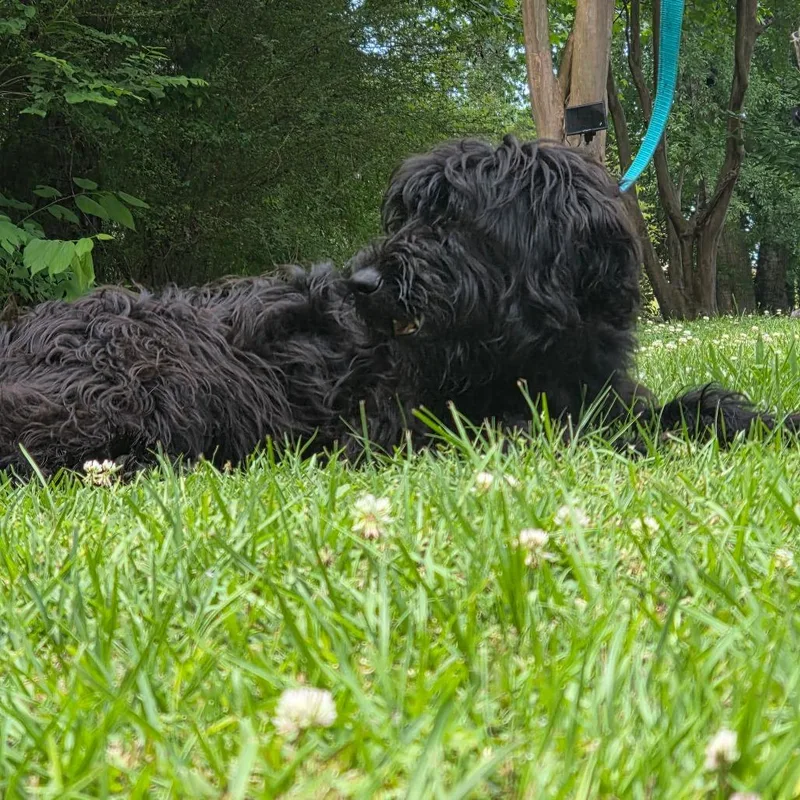 A young medium-sized male Black Poodle dog named Humphry for adoption in Clanton, AL