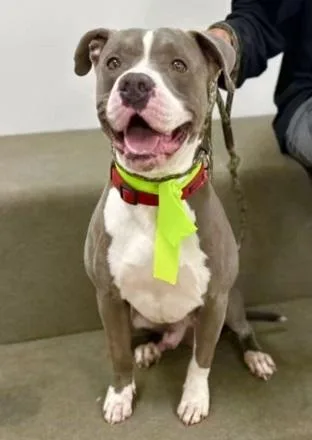 Brewstera Goofy  Silly thumbnail 2