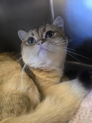 Poofy