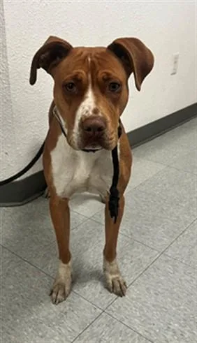 A young medium-sized female Boxer dog named Naomi for adoption in Downey, CA