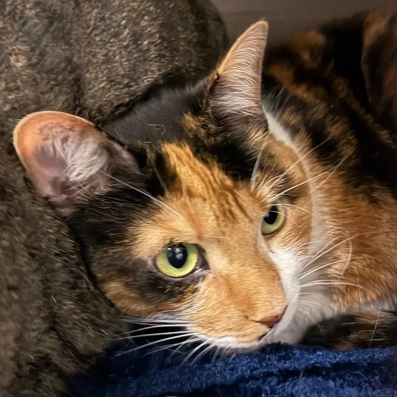 A senior large-sized female Domestic Short Hair cat named Calliope for adoption in Fairport, NY