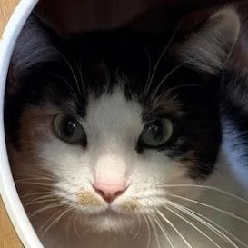 An adult medium-sized female Calico Domestic Short Hair cat named Luna for adoption in Shawnee, KS