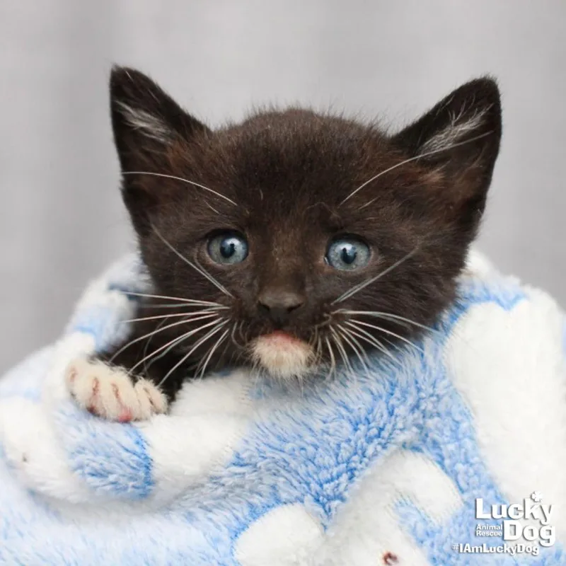 A baby medium-sized male Domestic Short Hair cat named Franklin for adoption in Washington, DC