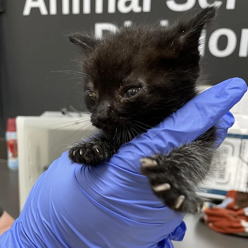 A baby small-sized male Black Domestic Short Hair cat named Straythavenue for adoption in Columbus, GA
