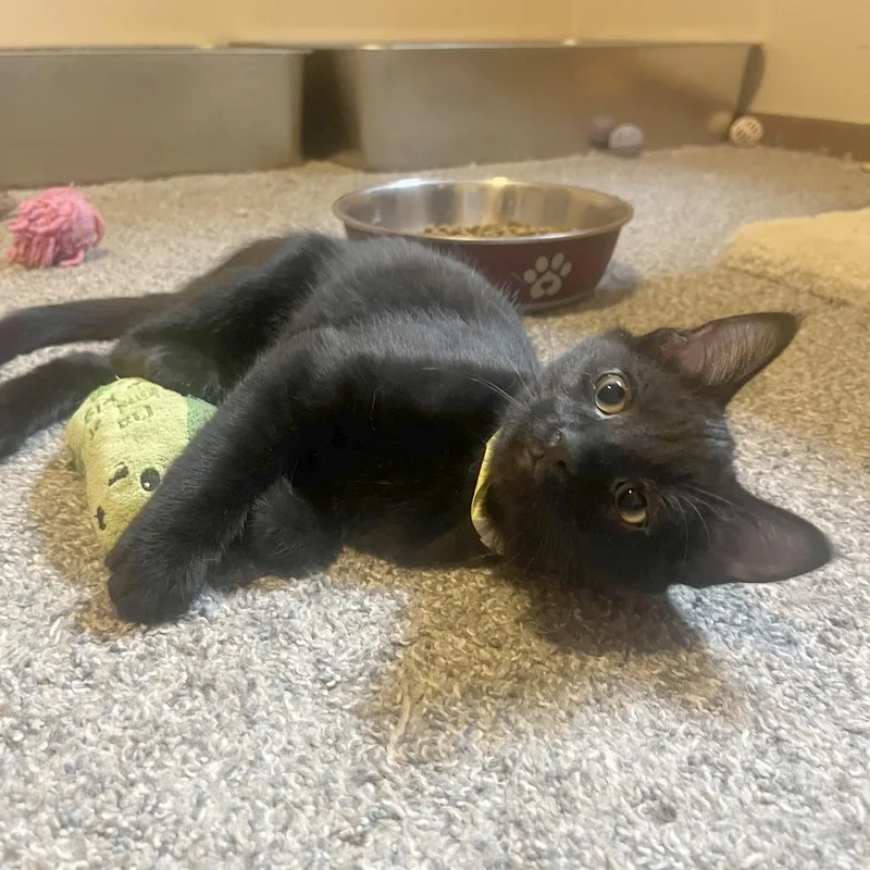 A baby small-sized female Black Domestic Short Hair cat named Tortilla for adoption in Medina, OH