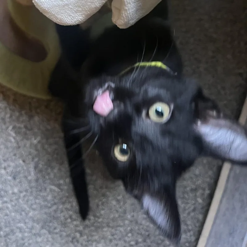 Tortilla thumbnail 2
