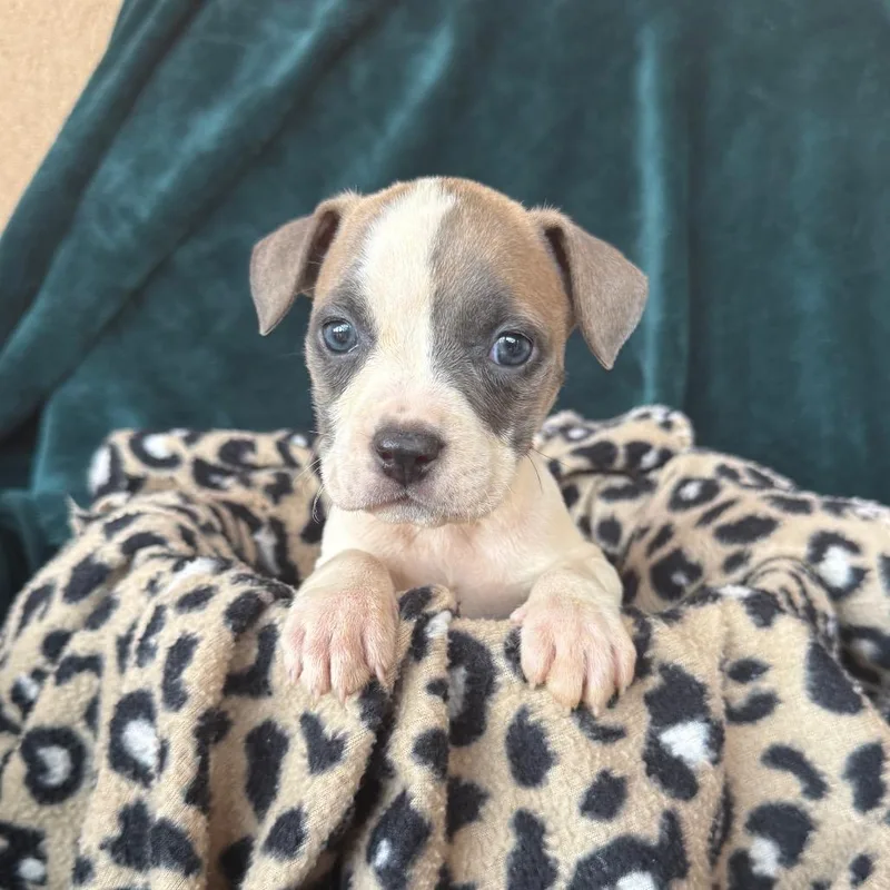 A baby medium-sized female American Staffordshire Terrier dog named Minnie for adoption in Murray, UT