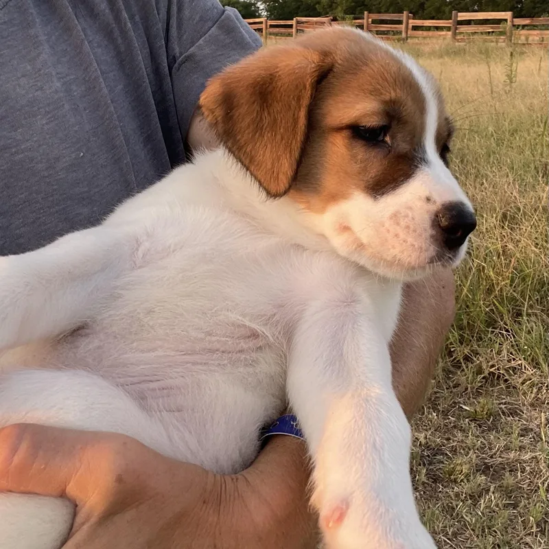 A baby large-sized female Great Pyrenees dog named Doti for adoption in Sadler, TX