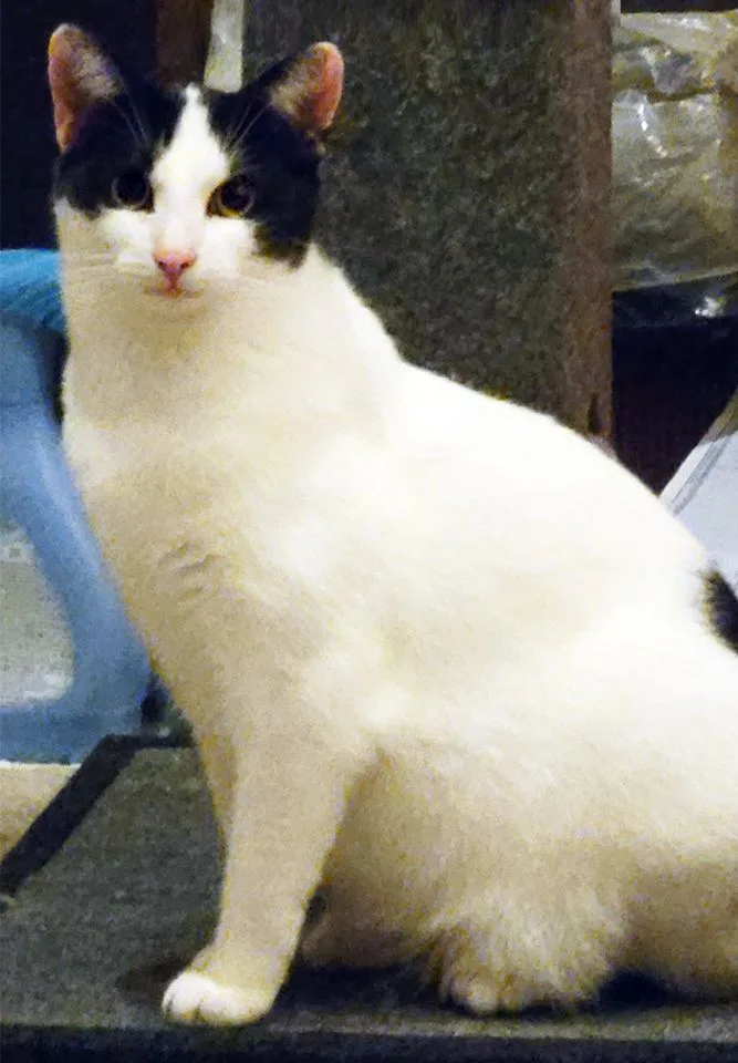 Fraschini thumbnail 2