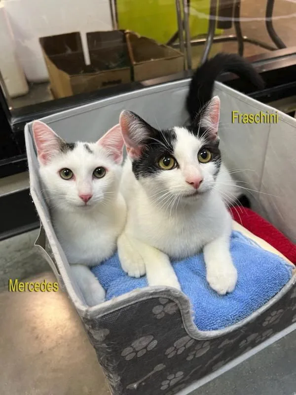 Fraschini thumbnail 3