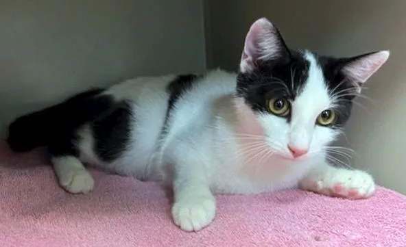 Fraschini thumbnail 4