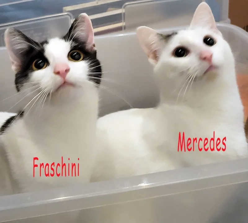 Fraschini thumbnail 5