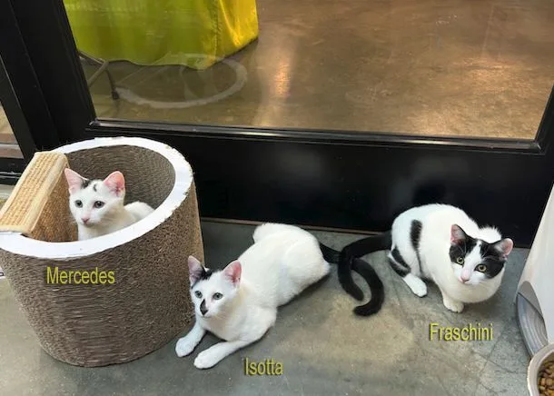 Fraschini thumbnail 6