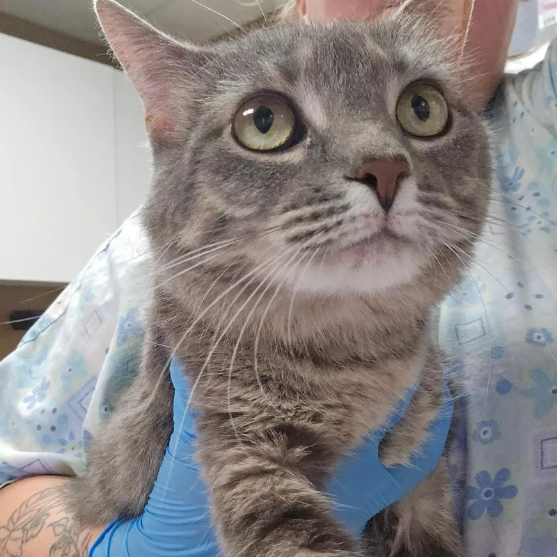 An adult medium-sized female Gray / Blue / Silver Domestic Short Hair cat named Mamas Thunder for adoption in Milan, IL