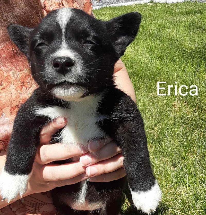 Erica