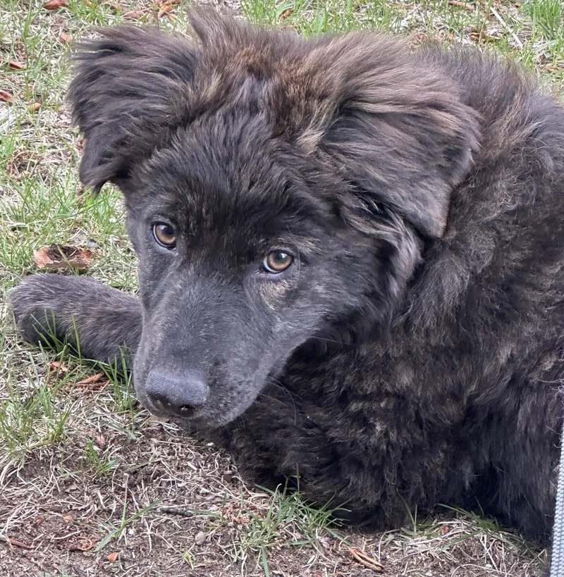 A baby large-sized female Great Pyrenees dog named Kim for adoption in Brooklyn Center, MN