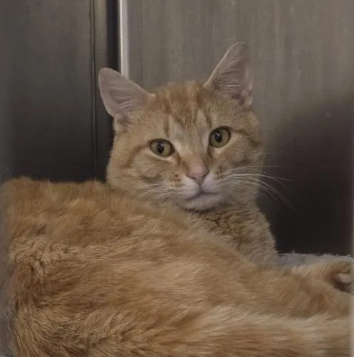 A young medium-sized male Domestic Short Hair cat named Nutter Butter for adoption in Webster, MA