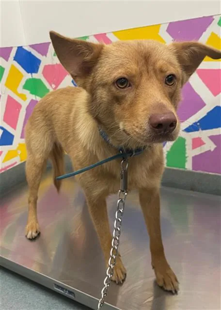 A young medium-sized female German Shepherd Dog dog named Guera for adoption in Baytown, TX