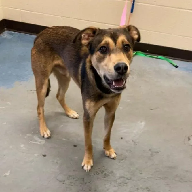An adult medium-sized male Brown / Chocolate Mixed Breed dog named Dooly for adoption in Memphis, TN