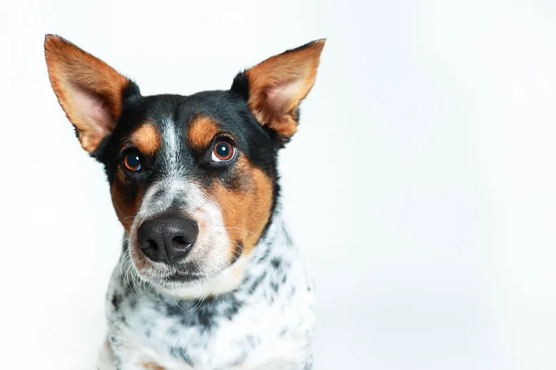 Checkers thumbnail 2