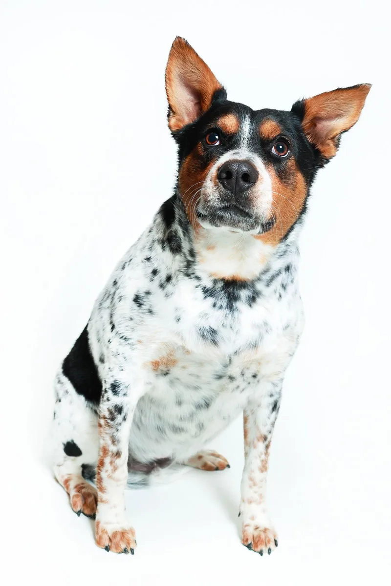 Checkers thumbnail 3