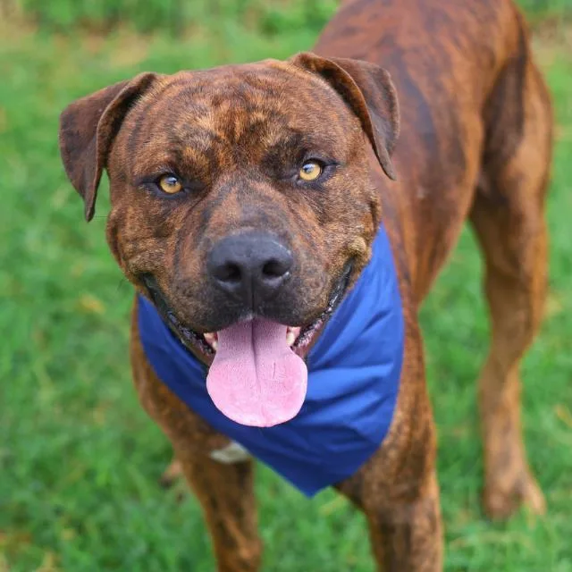 An adult large-sized male American Staffordshire Terrier dog named Bruce for adoption in San Antonio, TX