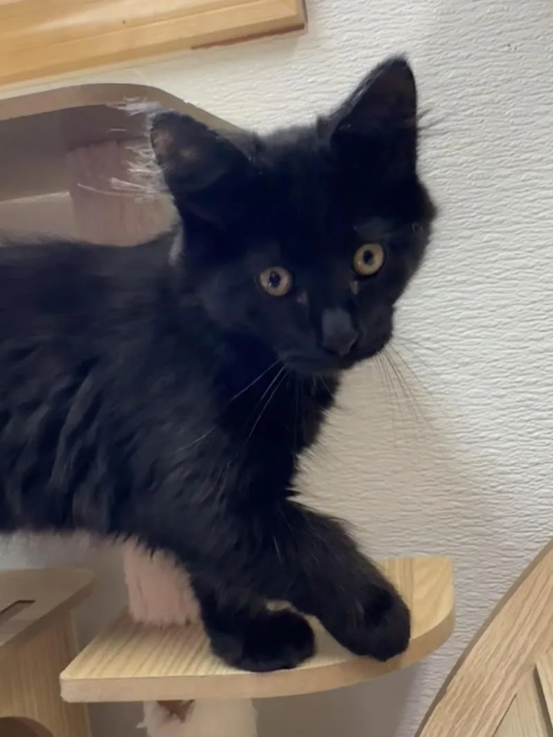 A young medium-sized male Black Domestic Medium Hair cat named Shadow for adoption in Haines, AK
