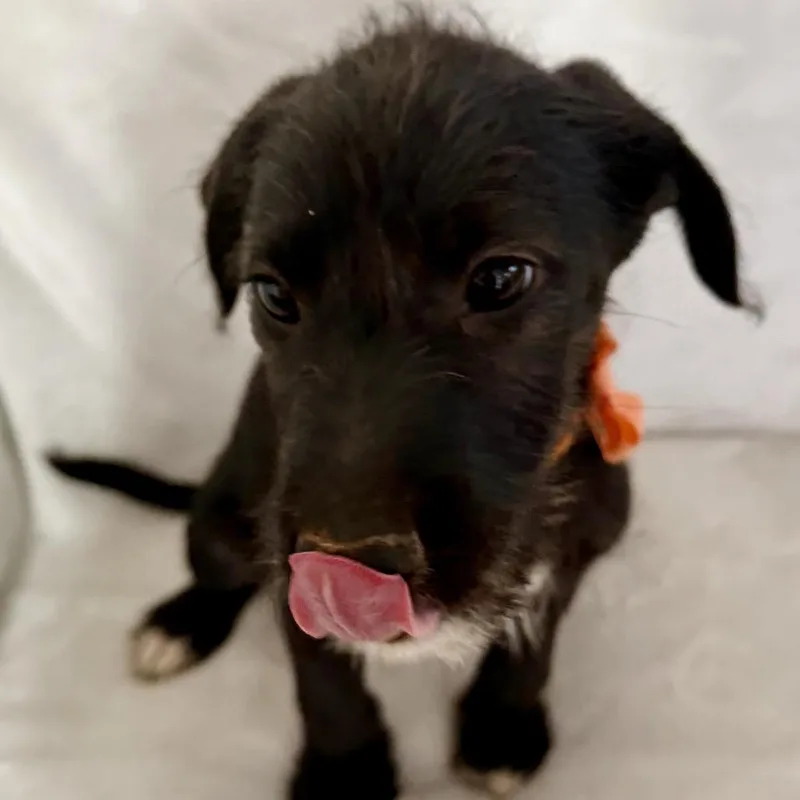 A baby small-sized male Black Labrador Retriever dog named Link for adoption in Springfield, MO