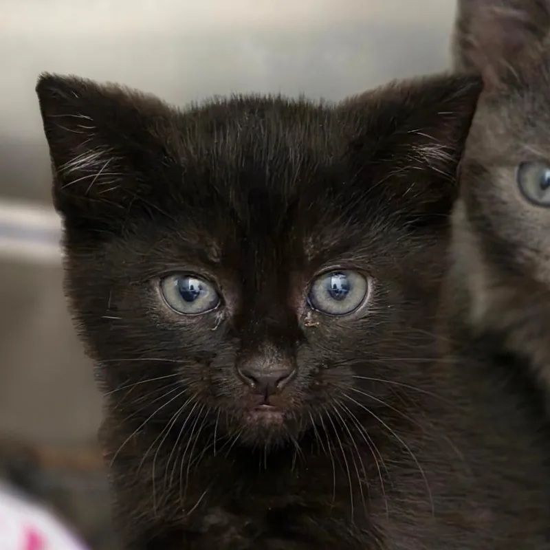 A baby small-sized female Black Domestic Short Hair cat named Lady Palm for adoption in Chatham, VA