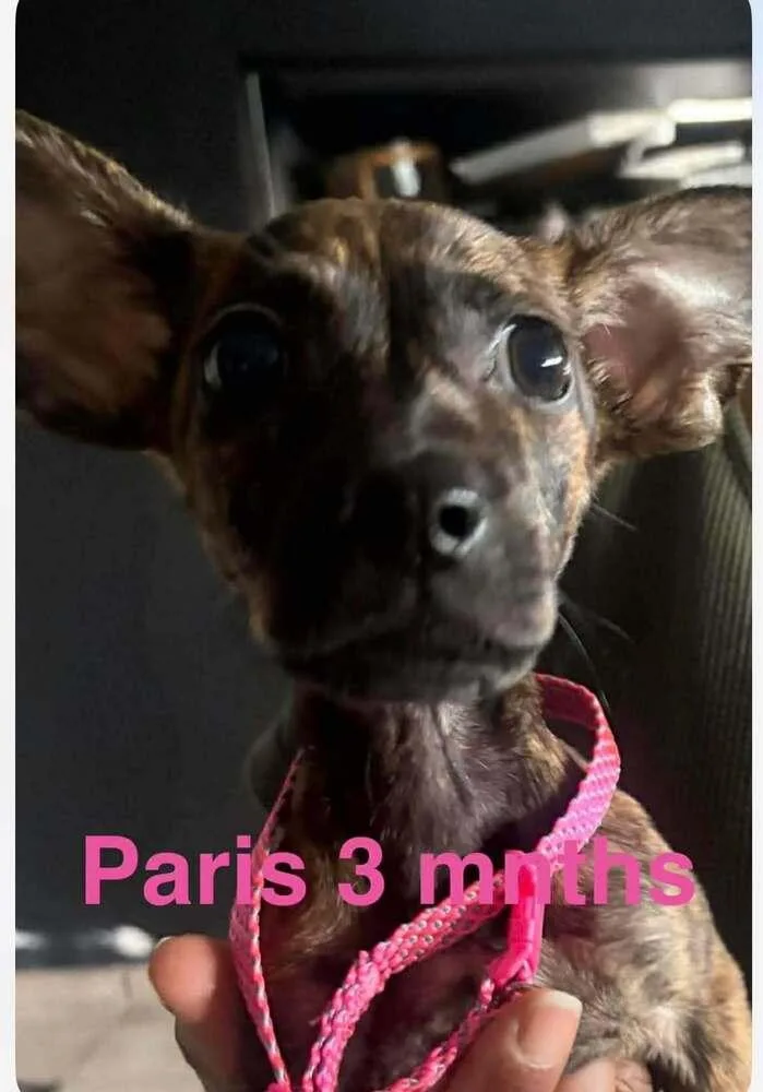 A baby medium-sized female Brindle Chihuahua dog named Paris for adoption in Valley Stream, NY